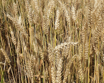 Насіння ярої пшениці ТРІЗО