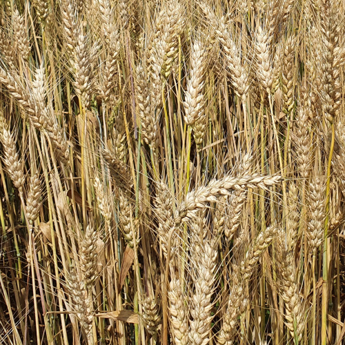 Насіння ярої пшениці ТРІЗО