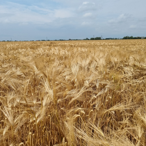 Насіння озимого ячменю ПАРАДІС