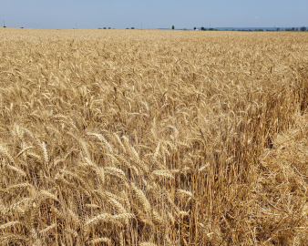 Насіння озимої пшениці ТЕХАС