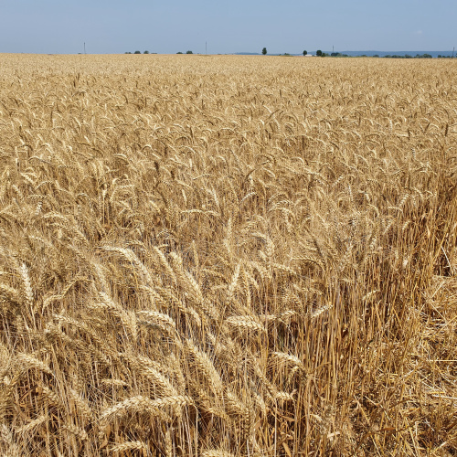 Насіння озимої пшениці ТЕХАС