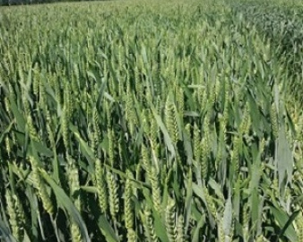 Насіння ярої пшениці