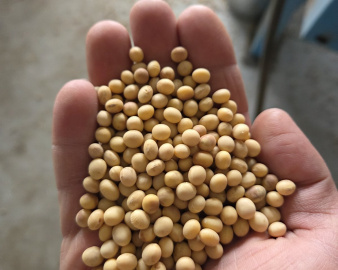 Насіння сої DREM (Дрем)
