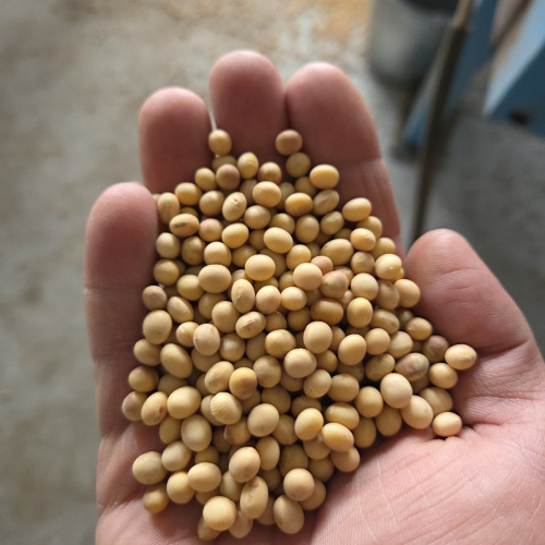 Насіння сої DREM (Дрем)