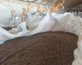 Насіння гречки ГРЕНБІ