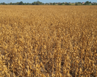 Насіння сої АПОЛЛО (ультрарання)